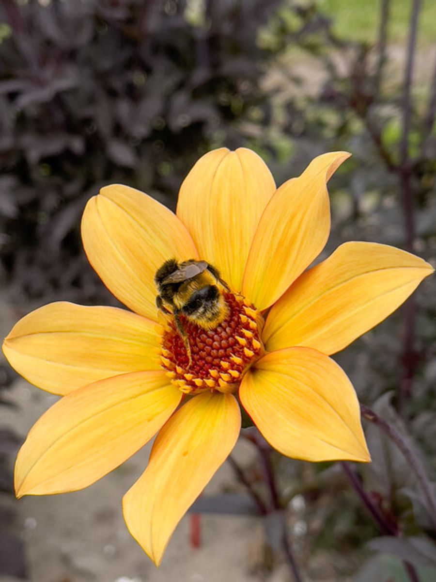 Dahlia Bishop of York 
