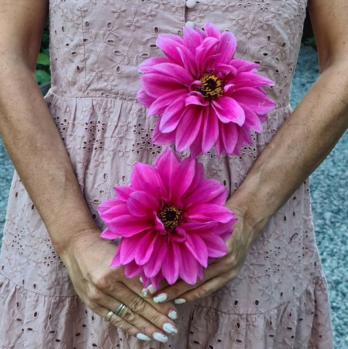 Dahlia Fascination