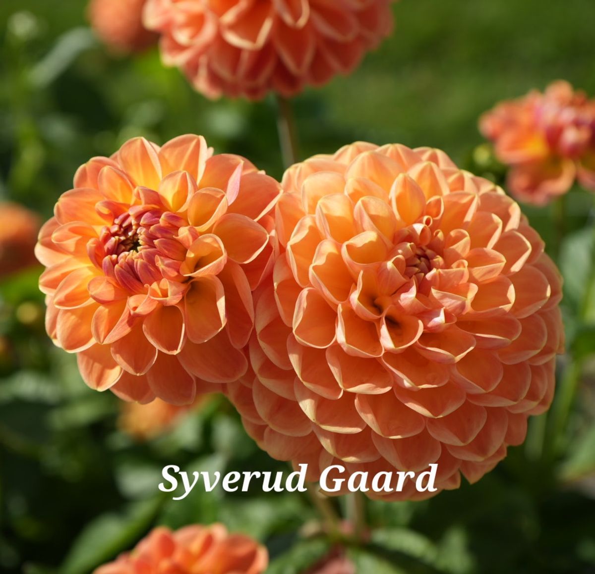 Dahlia Orange Cassini 