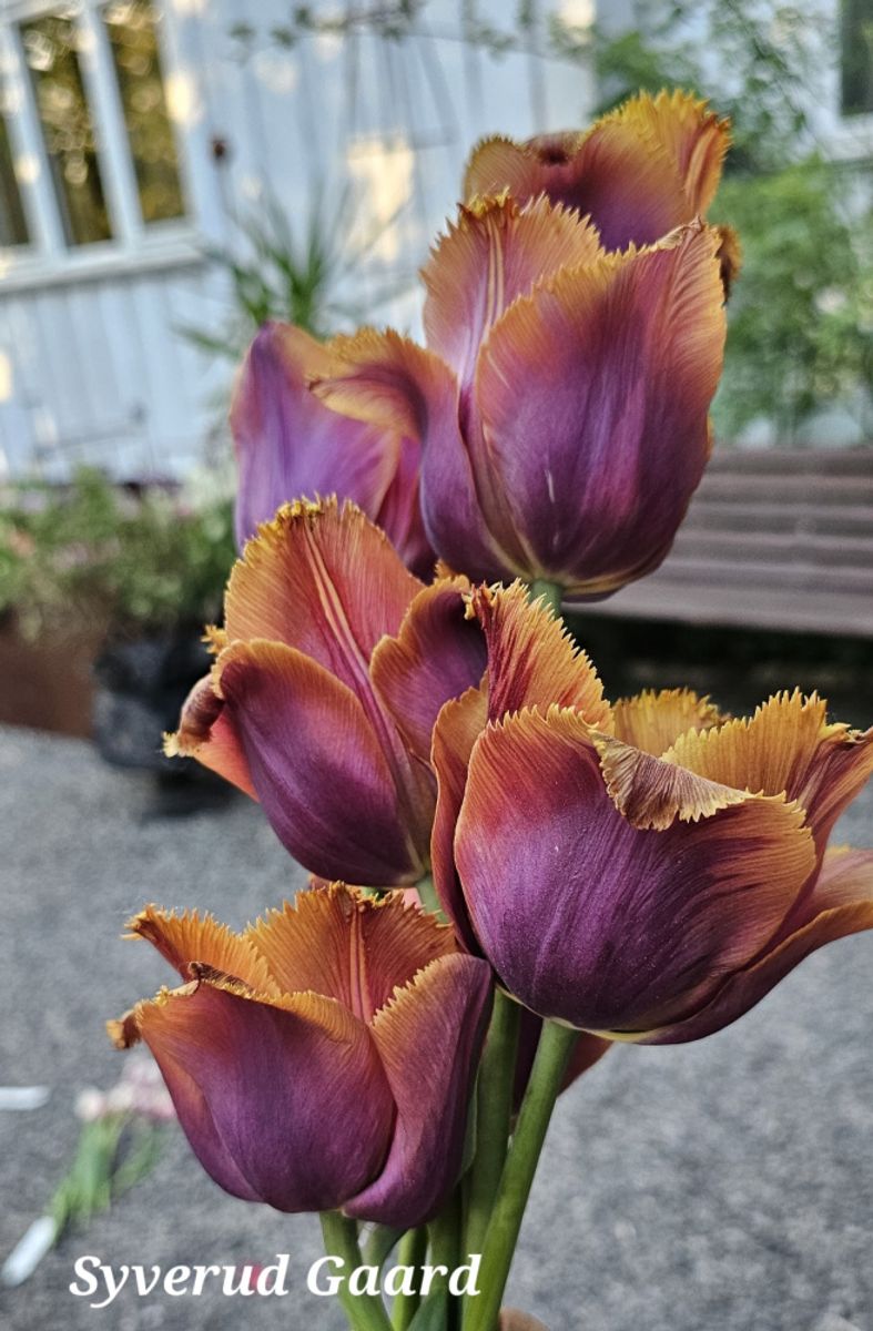 Tulipan Louvre Orange 5 stykk 