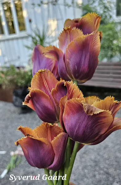 Hovedbilde Tulipan Louvre Orange 5 stykk 