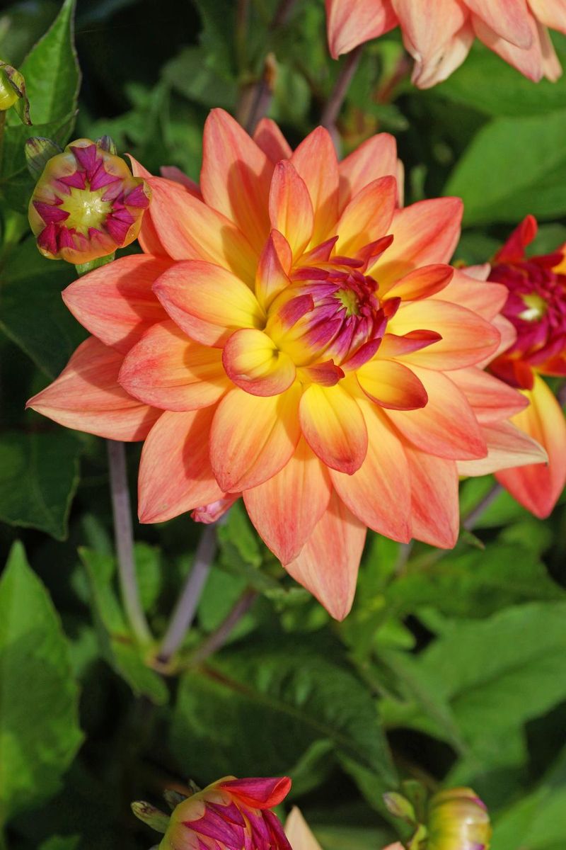 Dahlia Melody Dora 