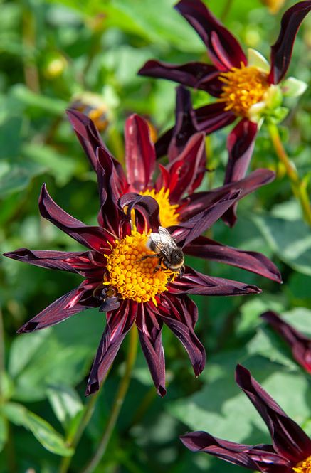 Hovedbilde Dahlia Verrone's Obsidian 