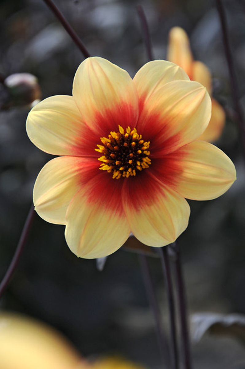 Dahlia Sunshine
