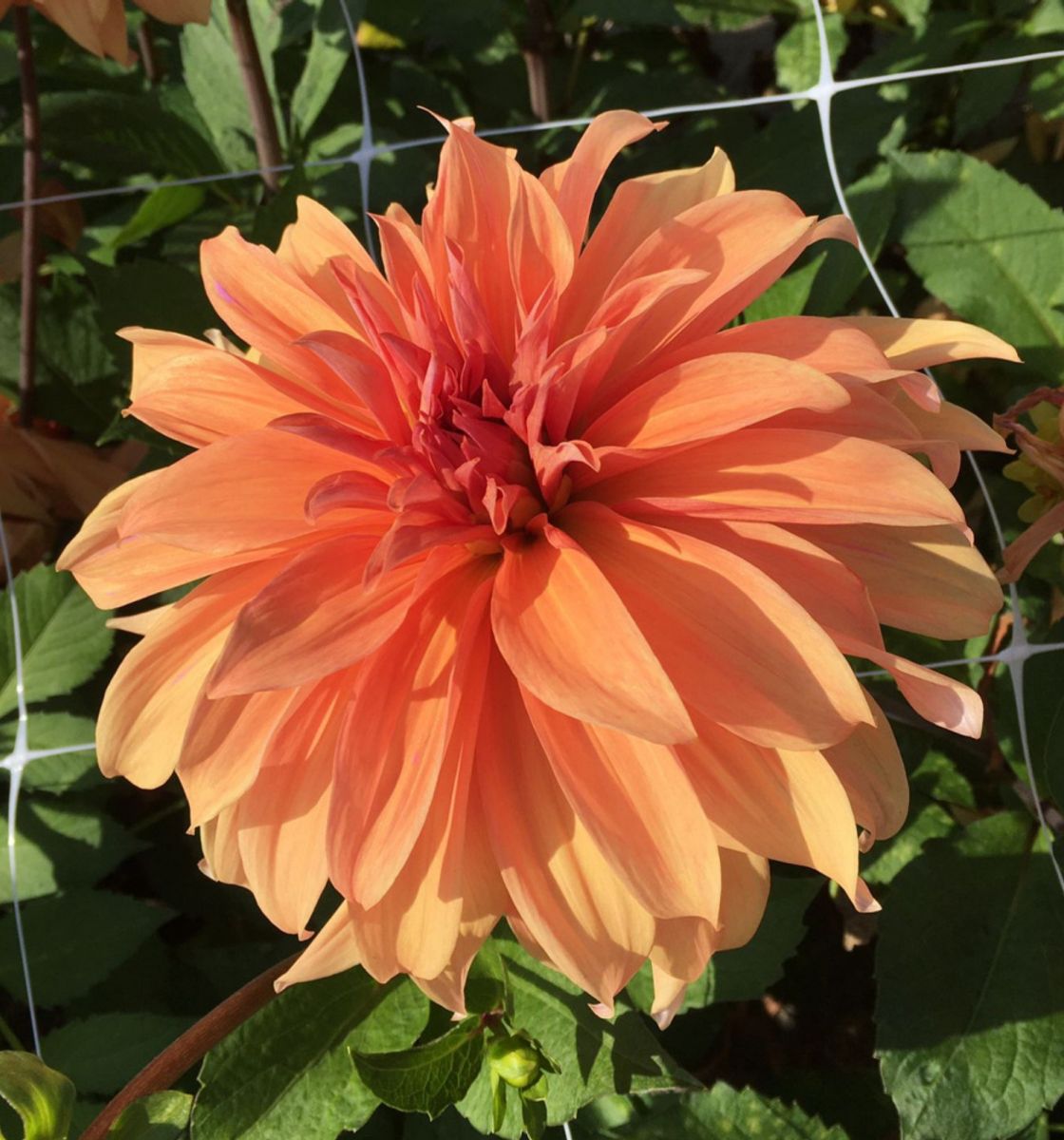 Dahlia Babylon Bronze