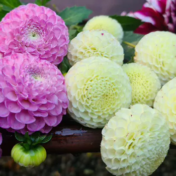 Hovedbilde Dahlia Pompon