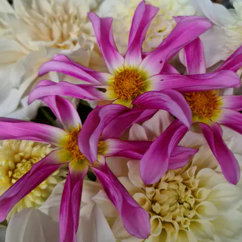 Hovedbilde Dahlia Diverse