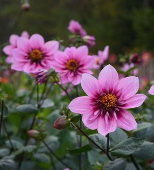 Hovedbilde Dahlia Collarette