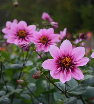 Hovedbilde Dahlia Collarette