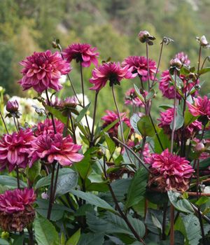Hovedbilde Dahlia Dekorativ
