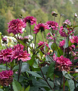 Hovedbilde Dahlia Dekorativ