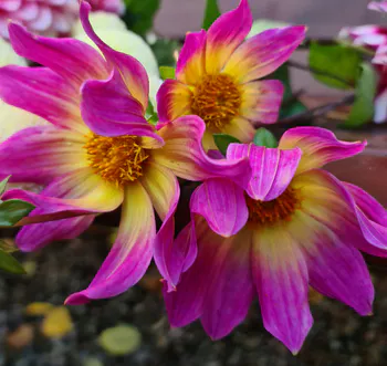 Hovedbilde Dahlia Enkelblomstrende