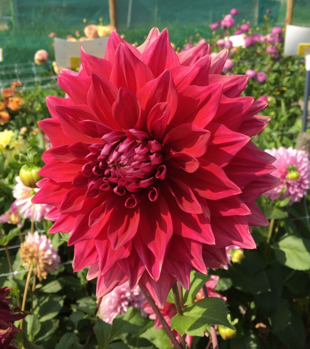 Dahlia Babylon Purpur 