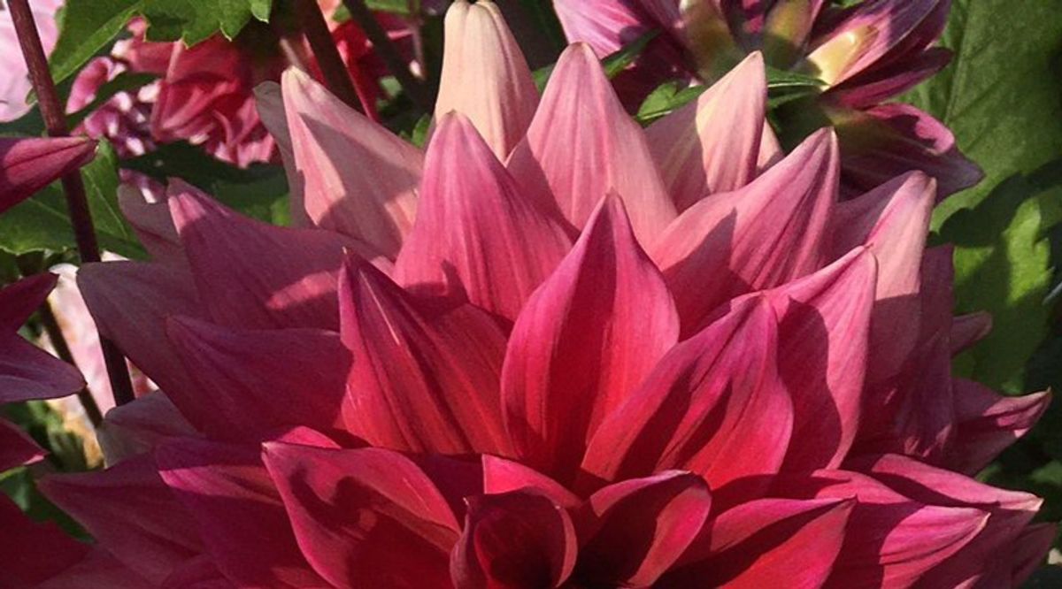 Dahlia Babylon Purpur 