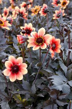 Hovedbilde Dahlia Mørkt Bladverk