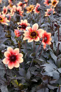 Hovedbilde Dahlia Mørkt Bladverk