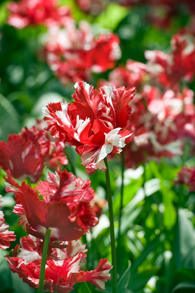 Tulipan Estella Rijnveld 5 stykk 