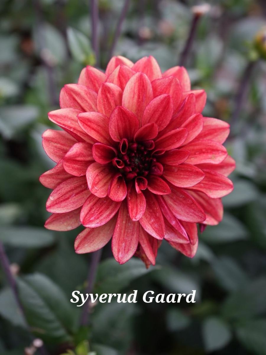 Dahlia Tiramisu Nyhet 2026