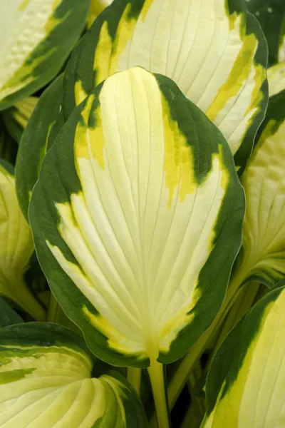 Hovedbilde Hosta Color Festival 1 stykk