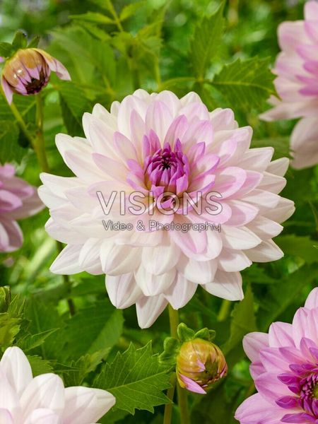 Hovedbilde Dahlia Valentino Nyhet 2026