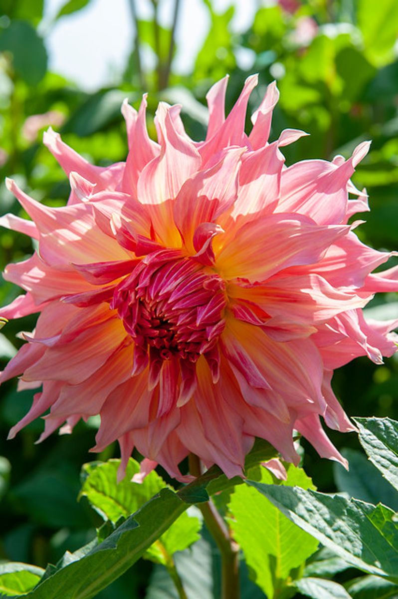 Dahlia Penhill Watermelon 