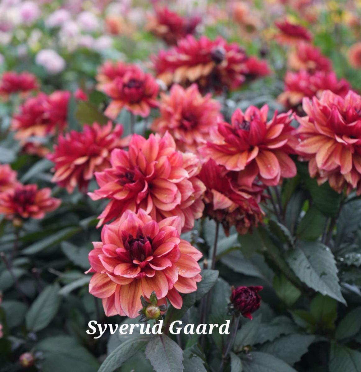 Dahlia Invitation Nyhet 2026