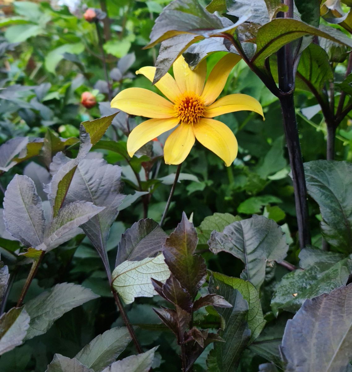 Dahlia Bishop of York 