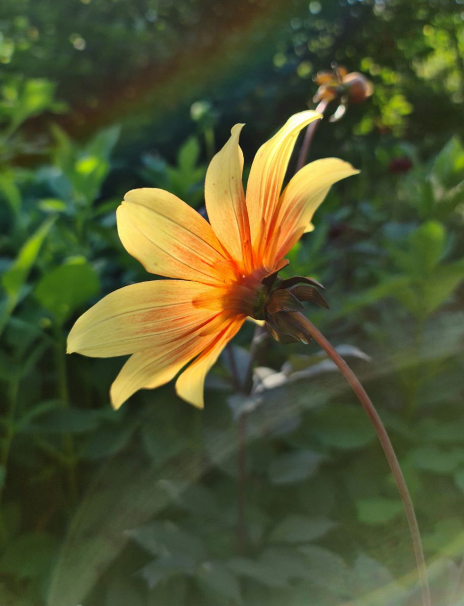 Dahlia Bishop of York 