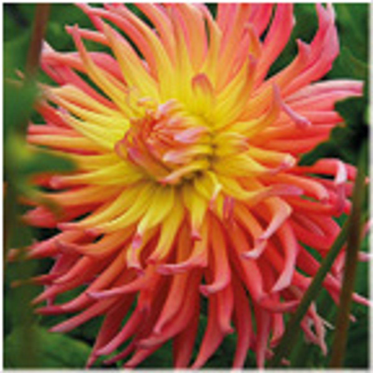 Dahlia Alfred Grille 