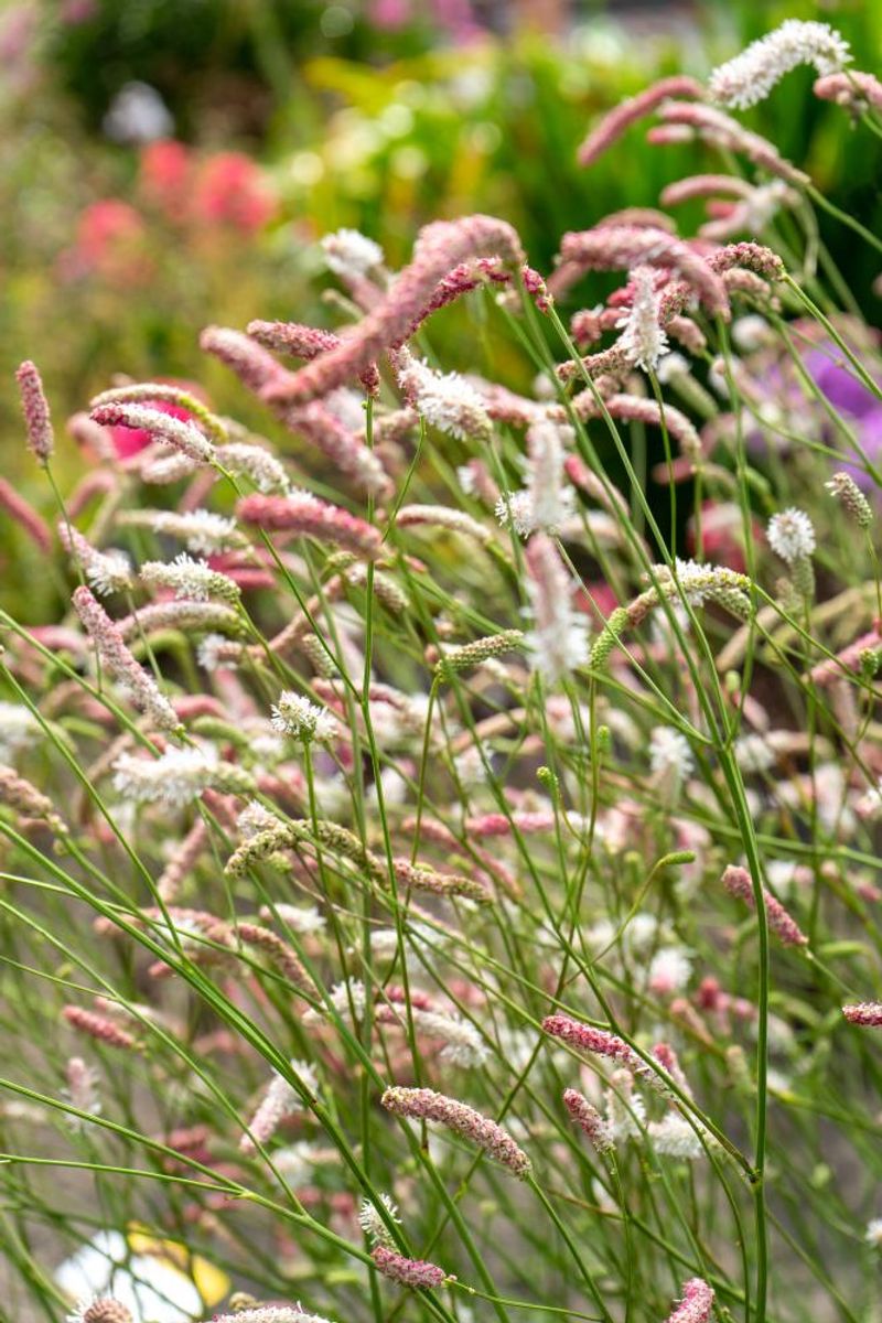 Sanguisorba Strawberry Frost 