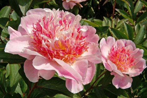 Hovedbilde Paeonia Do Tell Nyhet