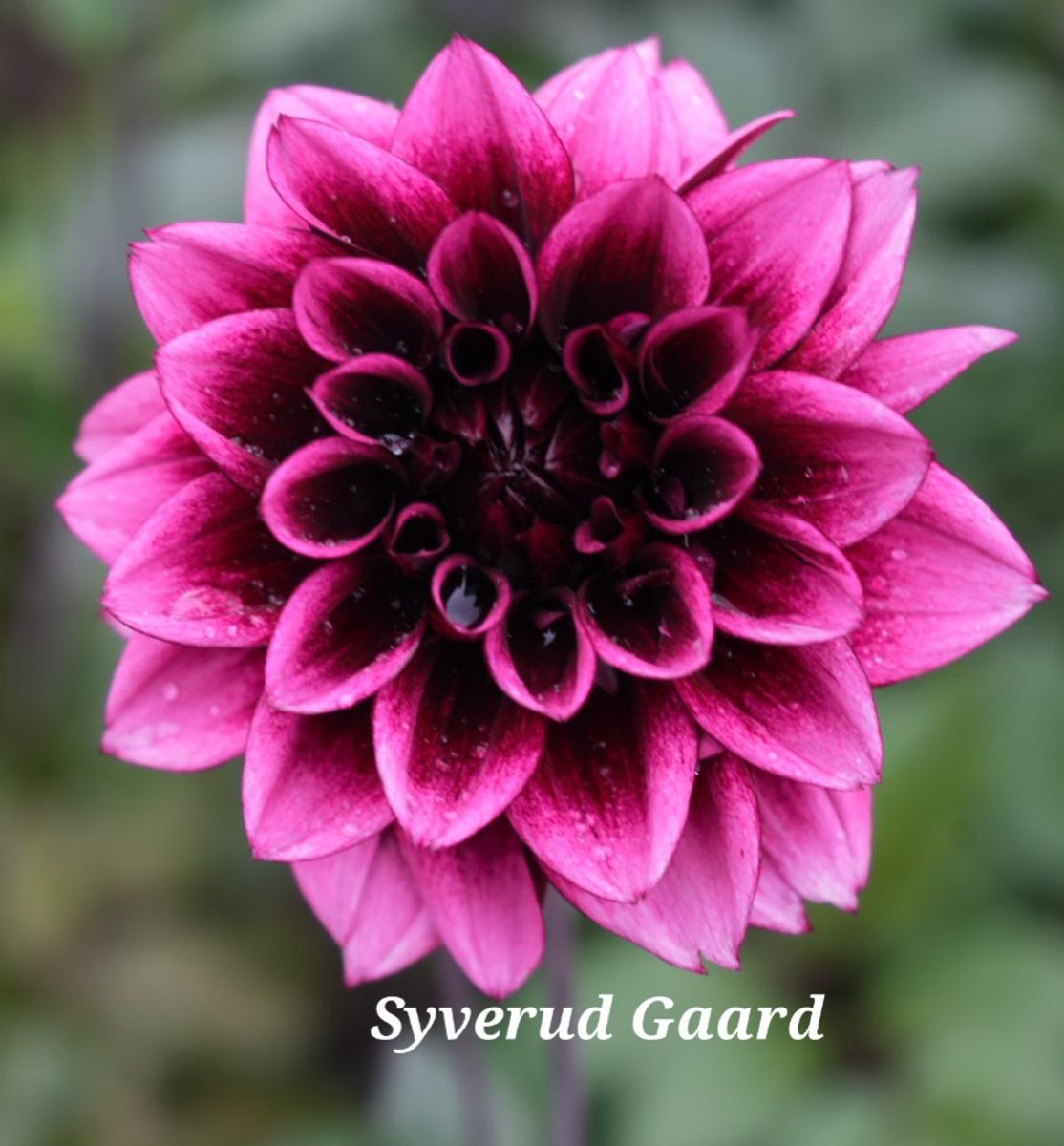 Dahlia Davina Michelle Nyhet 2026