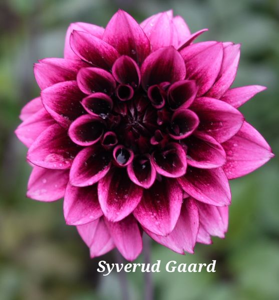 Hovedbilde Dahlia Davina Michelle Nyhet 2026