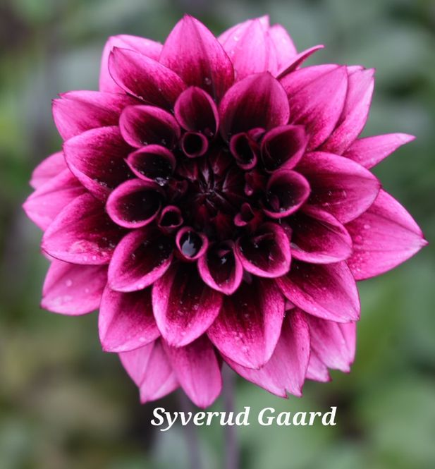 Hovedbilde Dahlia Davina Michelle 