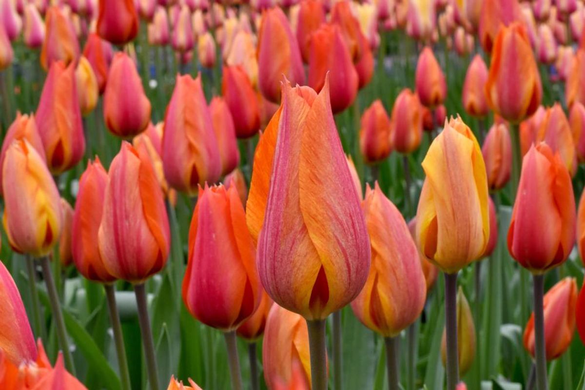 Tulipan El Nino 5 stykk 