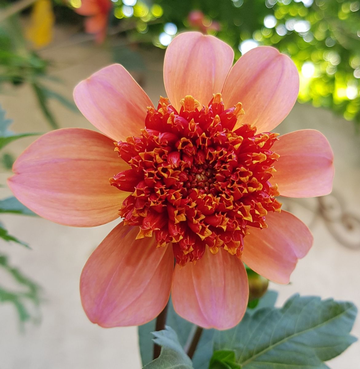 Dahlia Totally Tangerine 