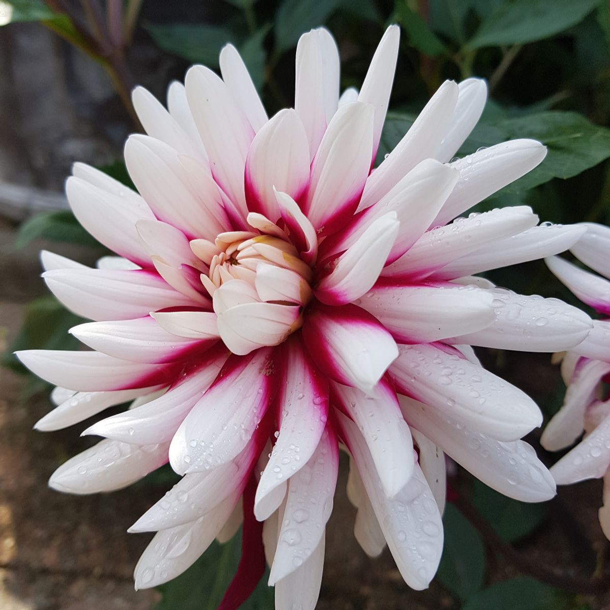 Dahlia Rebecca's World 