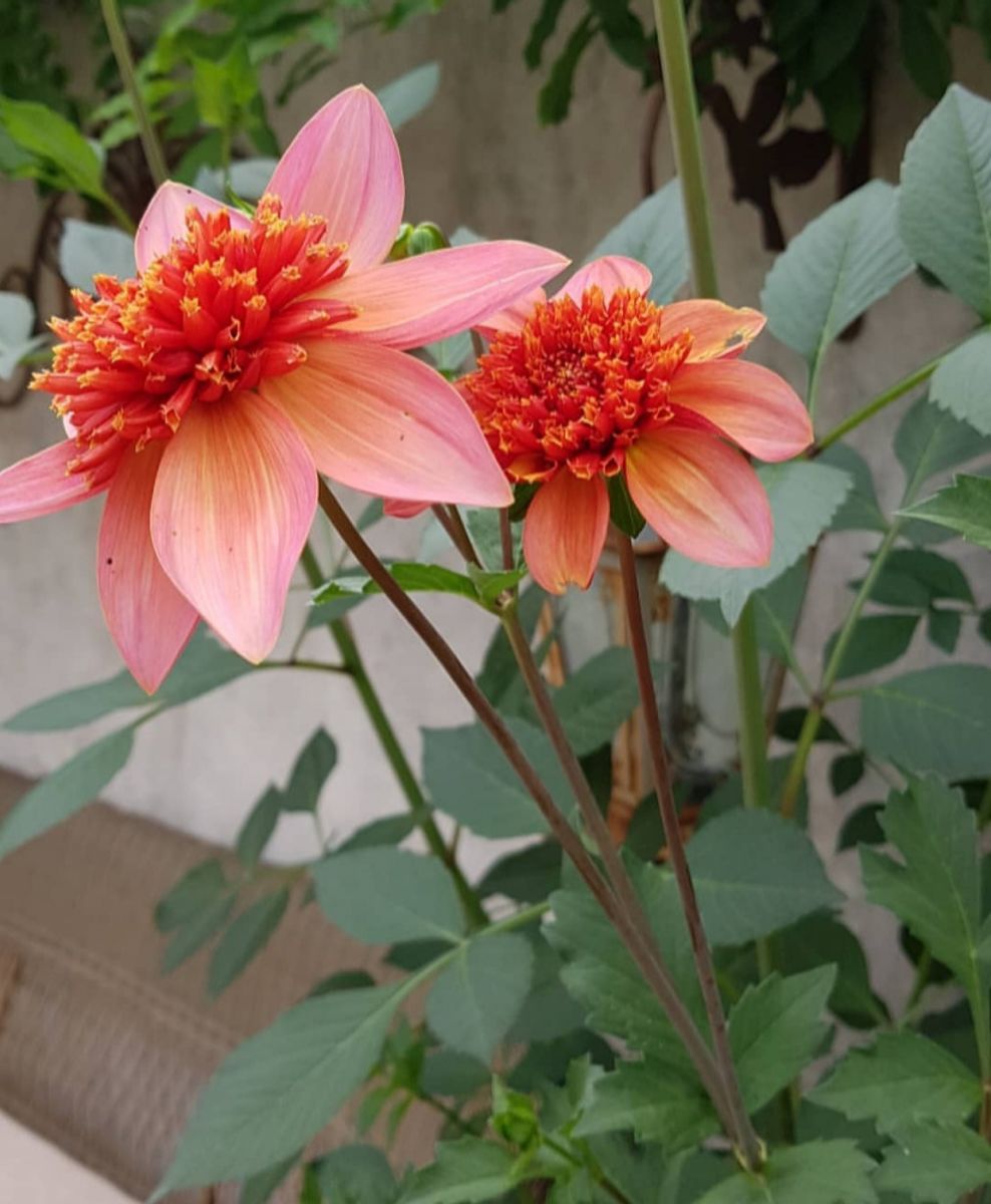 Dahlia Totally Tangerine 