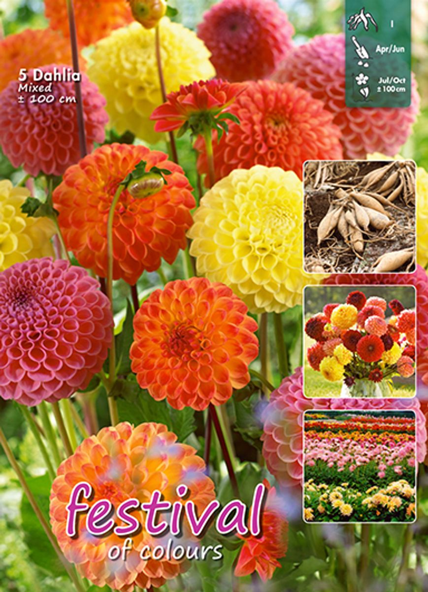 Dahlia Big Pack 5 pakk Mixed  ball 100cm