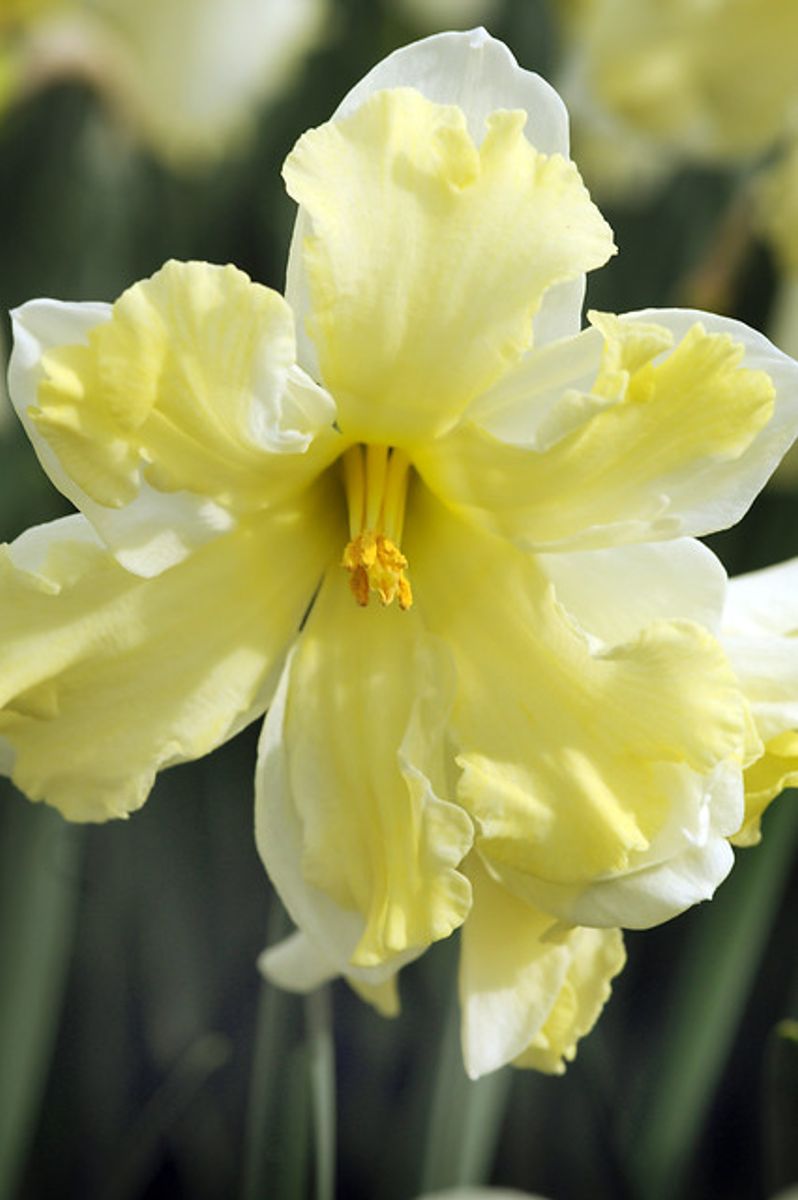 Narcissus Cassata 5 stykk 