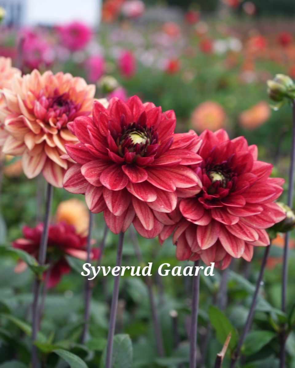 Dahlia Glossy Maracana  Nyhet 2026