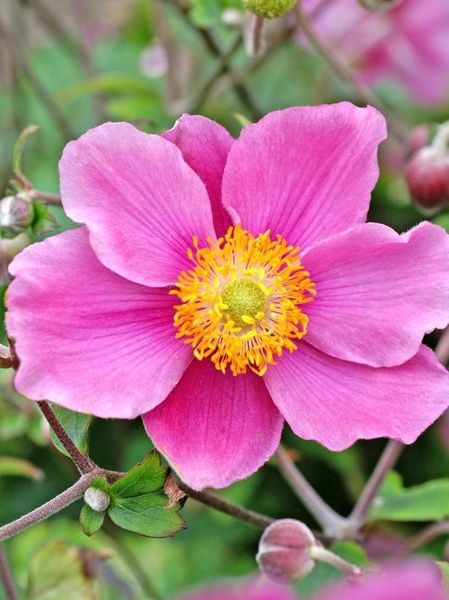 Hovedbilde Anemone September Charm  1 stykk Nyhet