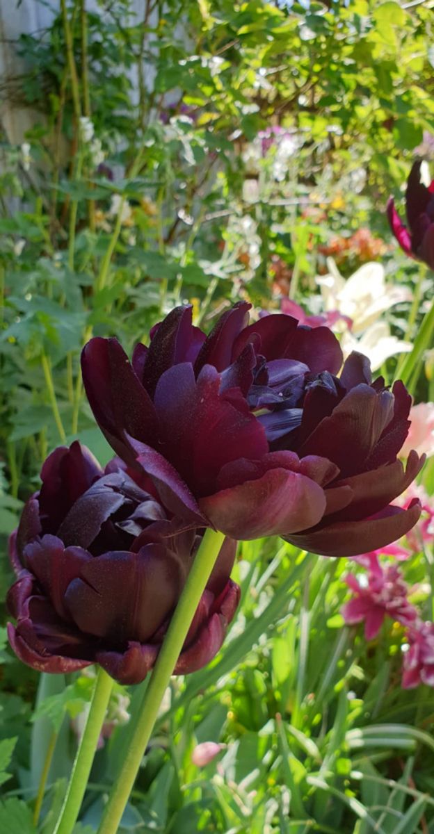 Tulipan Black Hero 7 stykk 