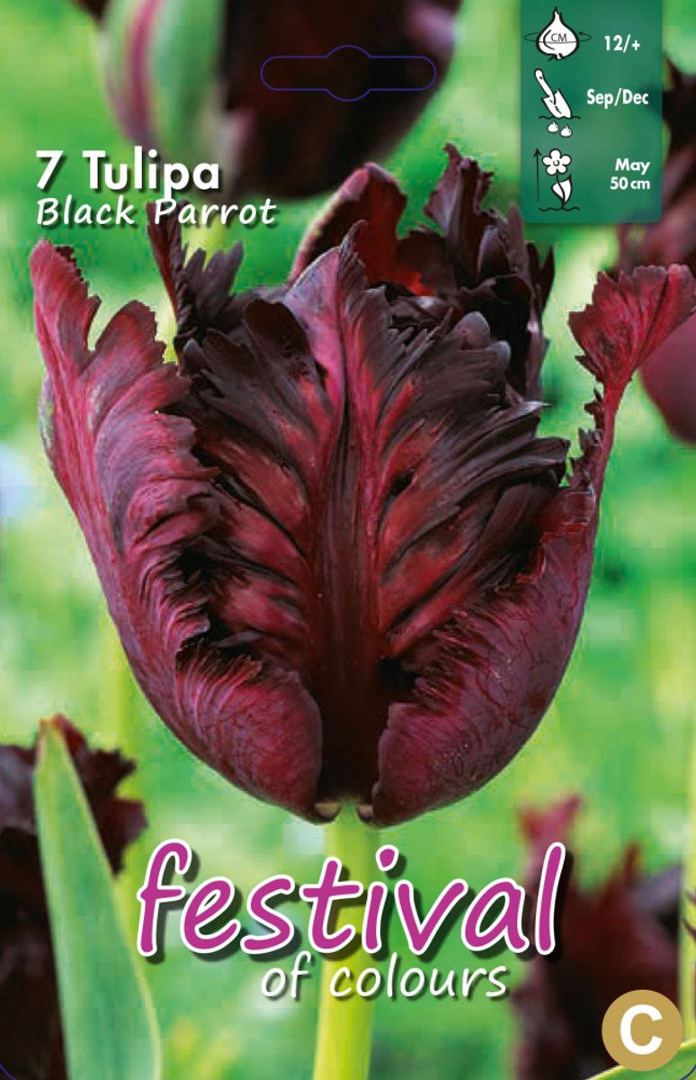 Tulipan Black Parrot 7 stykk 