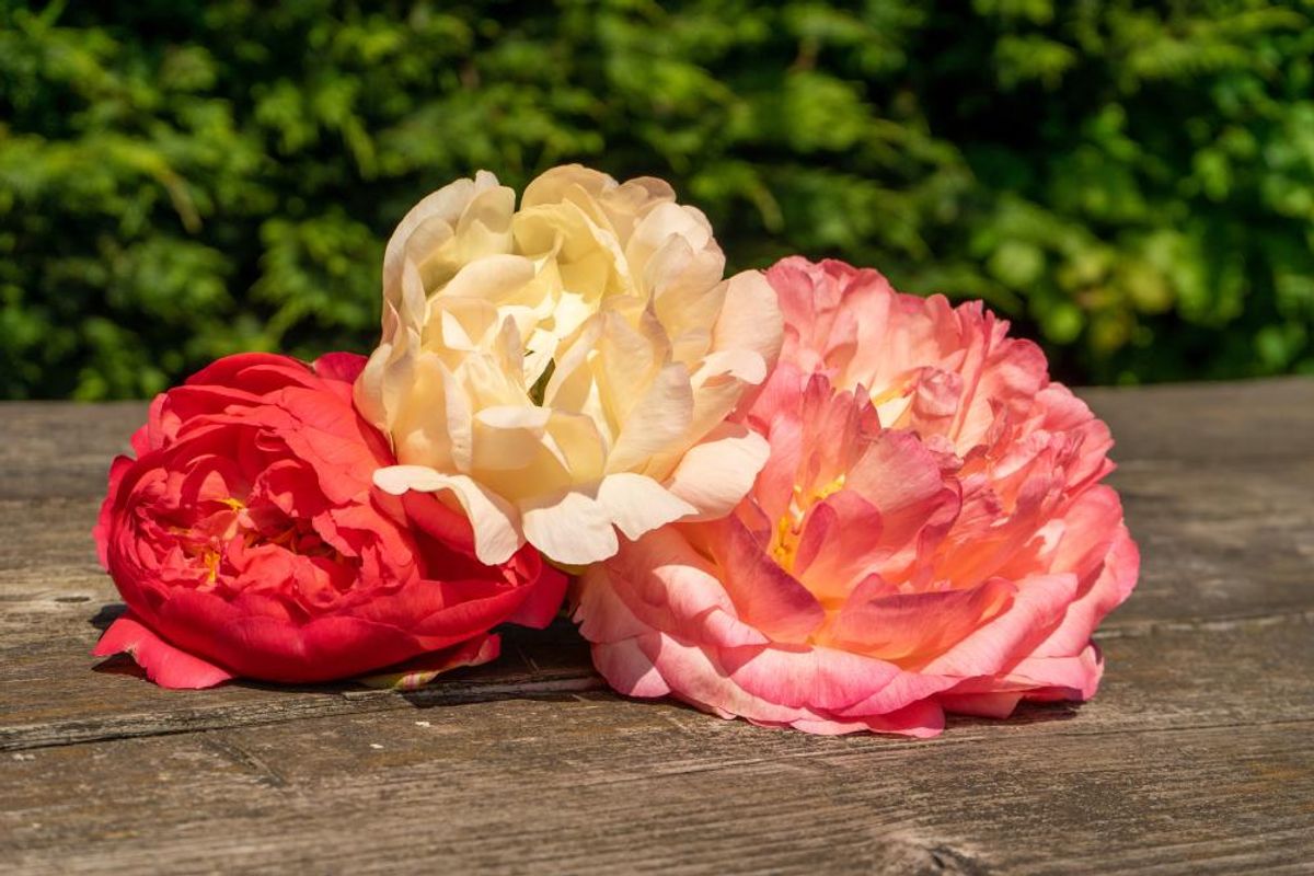 Paeonia Coral Sunset 