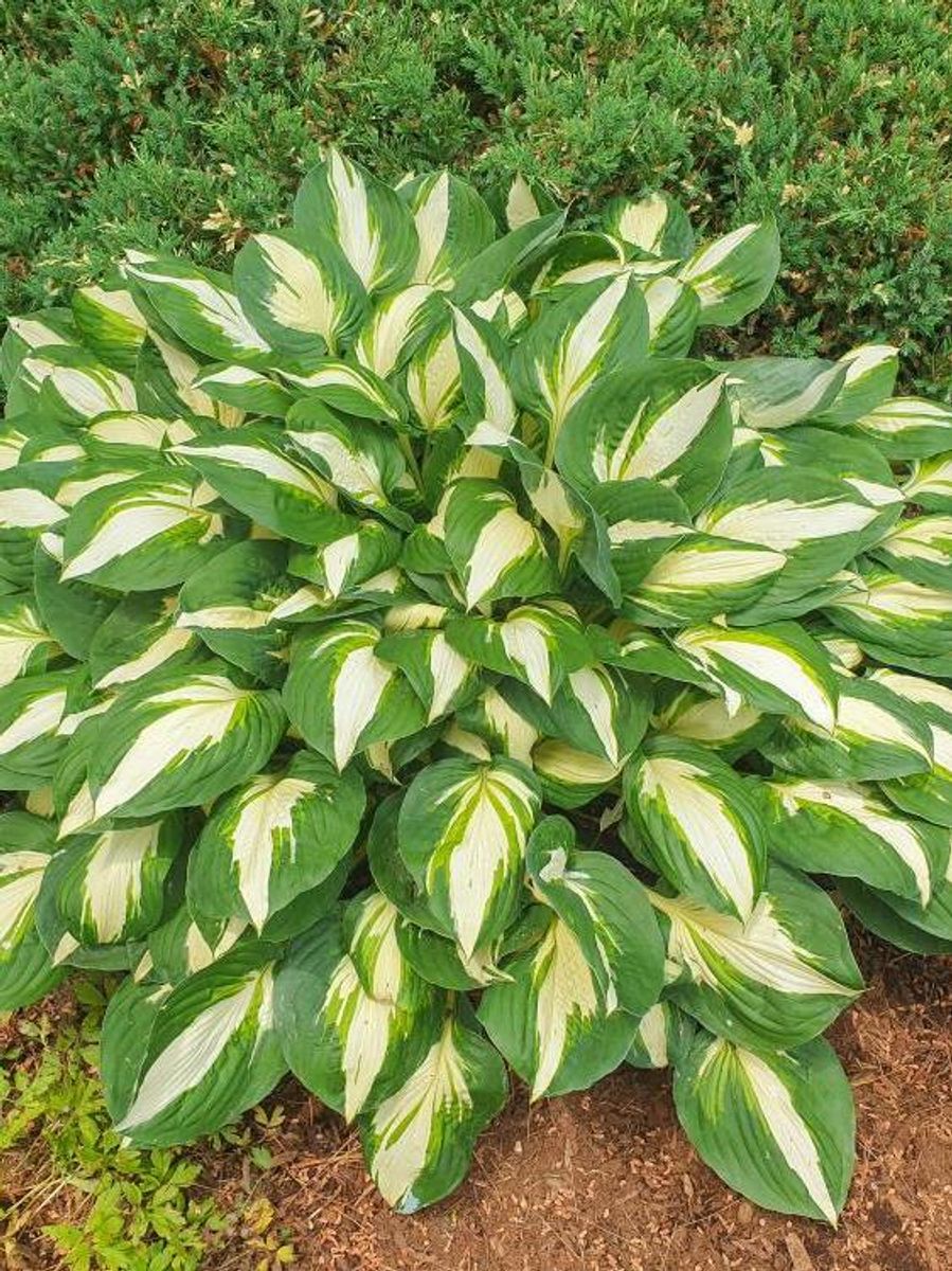 Hosta Vulcan 1 stykk Nyhet