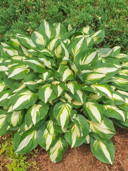 Hovedbilde Hosta Vulcan 1 stykk Nyhet