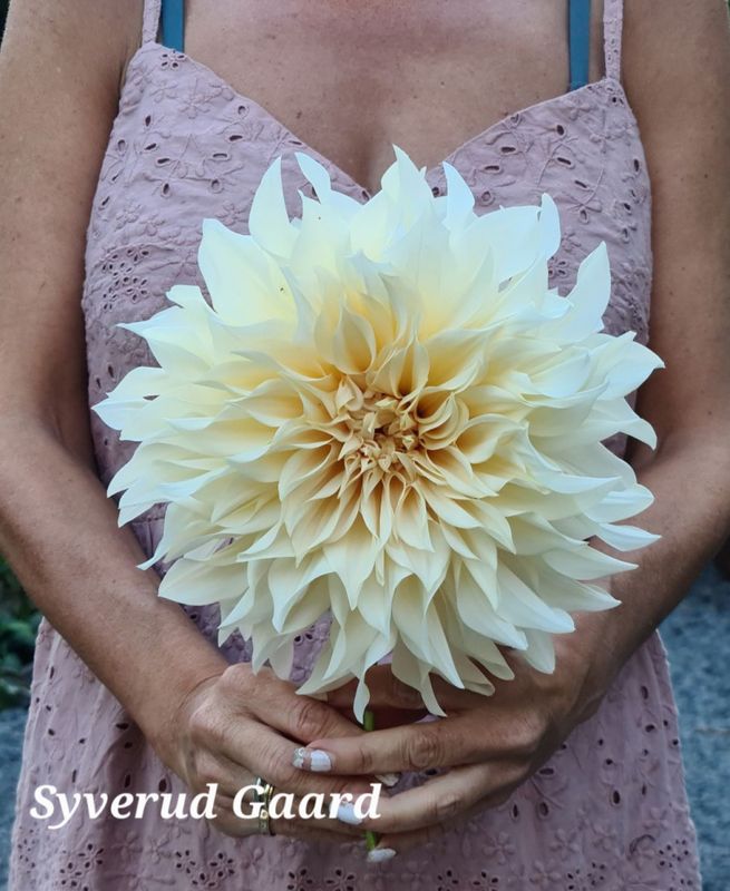 Dahlia Café Au Lait 
