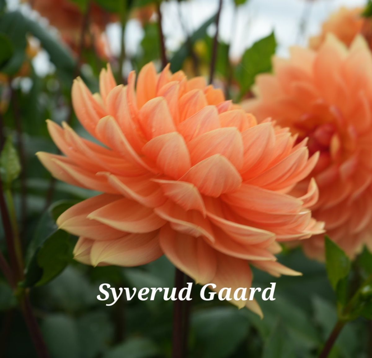 Dahlia Rancho 