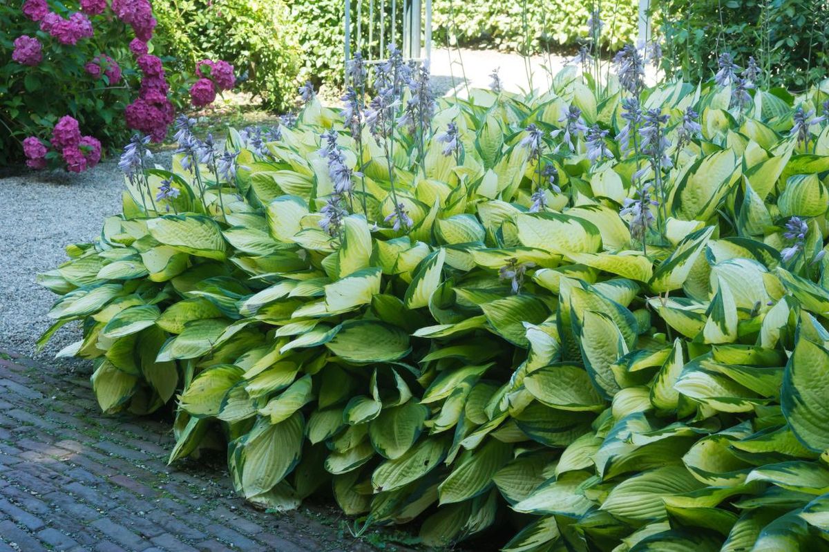Hosta Gold Standard 1 stykk Nyhet